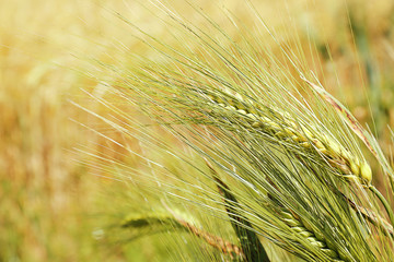 Poster - Golden wheat field, close up