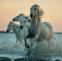 Camargue Horses Running On The Sunrise Water