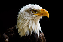 Captive Bald Eagle At Hawk Conservancy Trust.