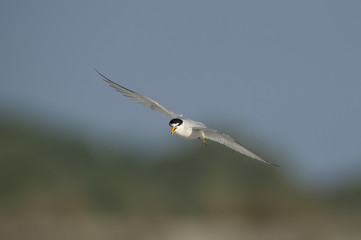  A Least Tern flies in front of a smooth green and blue background on a bright sunny morning.