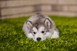 One malamute little puppy lying on the green grass against the brick wall background. Small miracle. Selective focus, toned image. Horizontal