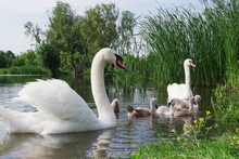 Swan Family Eats In The Water Near The Shore