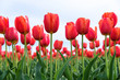 Close-up of red tulips from below in a field of red tulips against a bright sky
