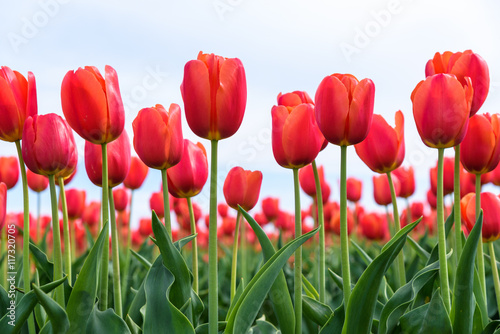 Fotografie, Obraz Close-up of red tulips from below in a field of red tulips against a bright sky