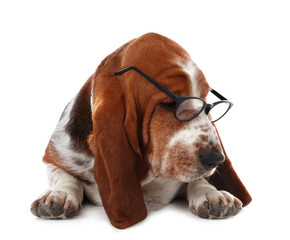 Canvas Print - Basset hound dog in glasses on white background