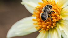Photograph Of A Honeybee Actively Harvesting Pollen From A White And Yellow Dahlia Flower.