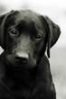 Cute black dog puppy Labrador looking right at you, causing pity