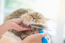 Woman Using A Comb Brush The Persian Cat