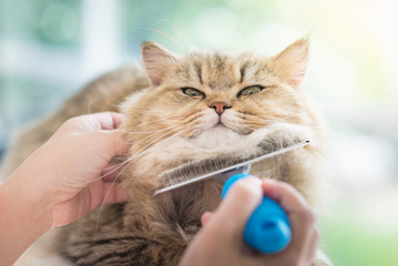 Wall Mural - Woman using a comb brush the Persian cat