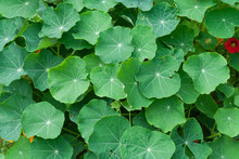 Green Nasturtium Leaves Background