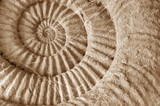 Fototapeta  - ammonite prehistoric fossil