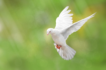 Fototapete - White Dove on green Bokeh