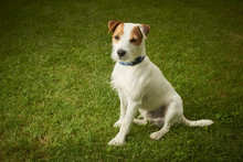 Jack Russell Parson Terrier Dog Sitting On Grass Lawn