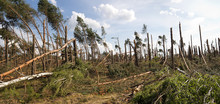 Forest Damage After A Hurricane Free Stock Photo Public Domain Pictures forest-damage-after-a-hurricane-free-stock-photo-public-domain-pictures