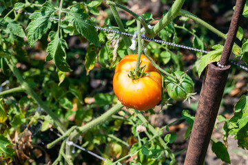 Canvas Print - one ripe tomato on bush in garden in sunny day