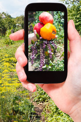 Poster - farmer photographs harvest of tomatoes in garden