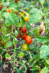 Canvas Print - ripe tomatoes on stake in garden after rain