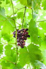 Sticker - ripe dark red grapes in green leaves