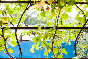 Canvas Print - Vine of grapes on backyard of country house