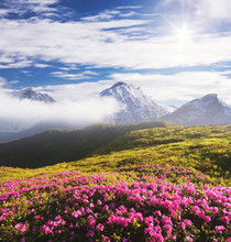 Summer Landscape With Pink Flowers In The Mountains