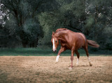 Fototapeta Konie - red horse run on the trees background