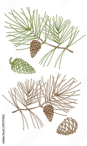 Spruce Branch With Cones Hand Drawing Sketch Pine Branch Pine Tree Needles Vector Illustration Stock Vector Adobe Stock