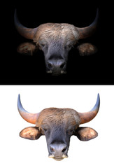 Sticker - gaur in the dark and white background