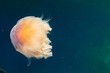 Jellyfish Cyanea Capillata