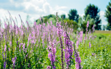 Blooming And Budding Purple Loosestrife From Close
