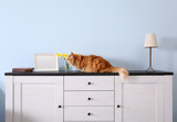 Fototapeta Koty - Cute ginger cat on chest of drawers