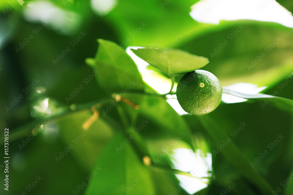 Botanical garden in summertime