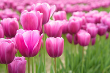Close-up Of Pink Tulips In A Field Of Pink Tulips 
