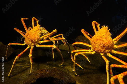 タカアシガニ Stock Photos And Royalty Free Images Vectors And Illustrations Adobe Stock