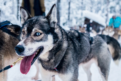 Huskies at Levi, Finnish Lapland, Finland Poster Mural XXL
