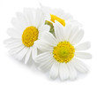 © volff - Chamomile or camomile flowers.