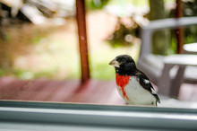 An Adorable Young Rose Breasted Grosbeak (Pheucticus Ludovicianus) Lands On My Window Ledge, And Looks Inside To See What I Might Be Up To.