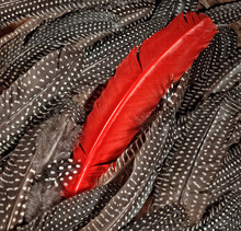 A Red Feather Lying On A Spread Of Guineafowl Feathers 