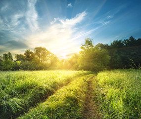 Wall Mural - country road in high thick grass