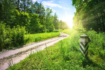 Wall Mural - dirt road in the forest