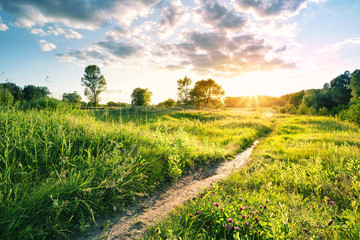 Wall Mural - path in the thick grass to sun