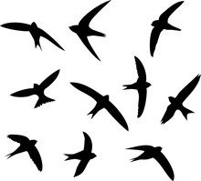 Silhouettes Of Flying Swifts
