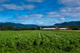 Field at farm in Norway