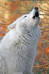 Howling white wolf