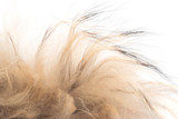 Fototapeta Boho - brown fur on a white background