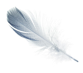 striped blue straight feather isolated on white