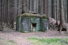 Old World War 2 Bunker In Forest With A Tree Growing On The Roof