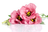 Fototapeta Storczyk - Beautiful pink eustoma flowers isolated on white background