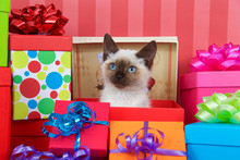 Siamese Kitten With Blue Eyes In Red Christmas Present Box, Ribbons And Bows On Presents Around Her On A Red Striped Background Looking At Viewer. Copy Space