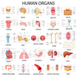 Chart of different Human Organs