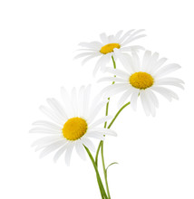 Three Flowers Of Chamomile Isolated On A White Background